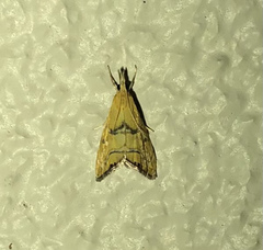 Glaucocharis auriscriptella