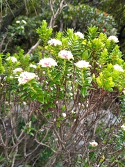 Pimelea gnidia