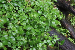 Cardamine africana
