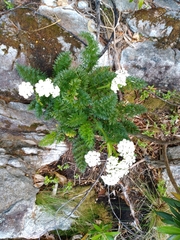 Anisotome lyallii