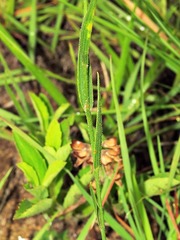 Afroaster serrulatus