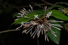 Ixora henryi
