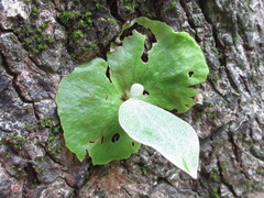 Platycerium wallichii