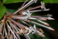 Ixora henryi