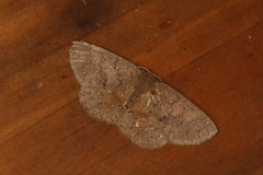 Ilexia vinasaria
