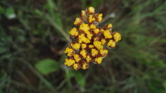 Helichrysum krookii