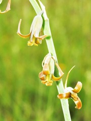 Dipcadi marlothii