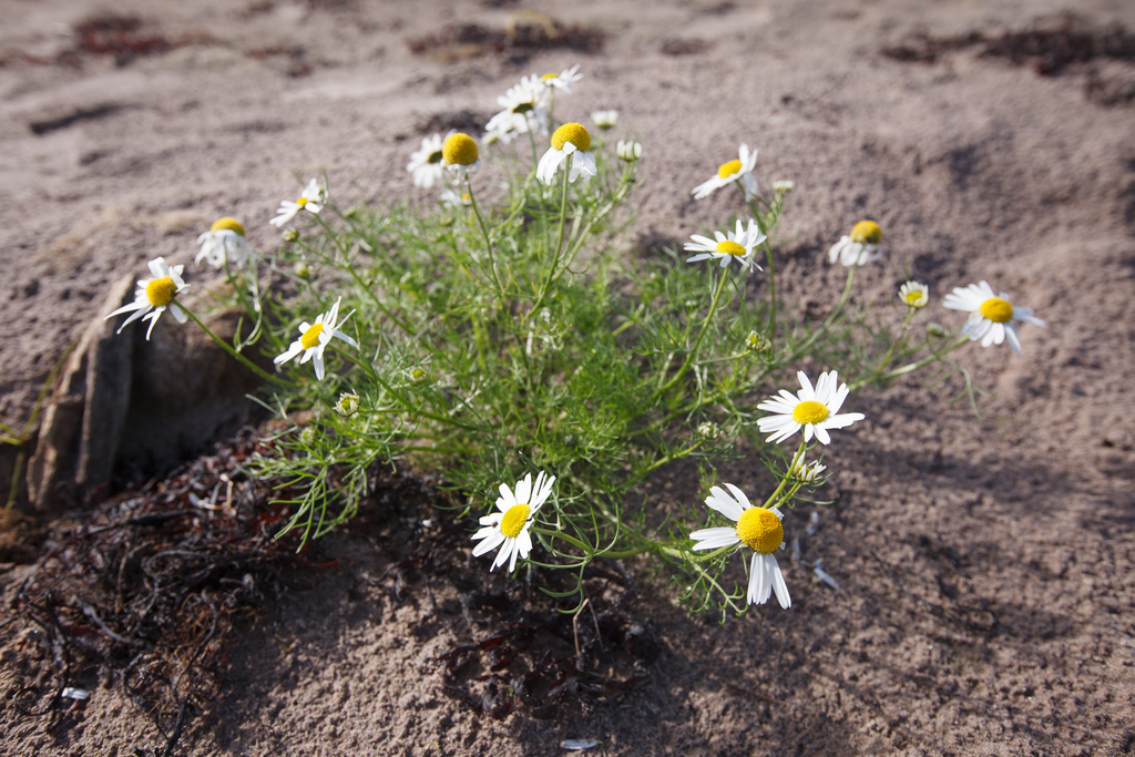 Sea Mayweed