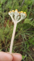 Helichrysum krookii