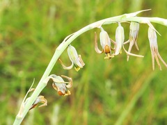 Dipcadi marlothii