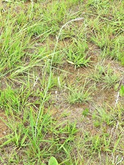 Dipcadi marlothii