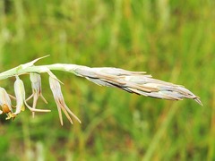 Dipcadi marlothii