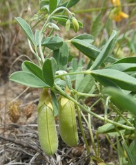 Crotalaria excisa excisa
