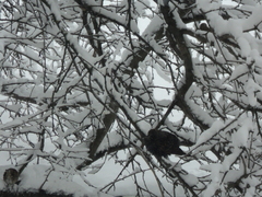 Sturnus vulgaris