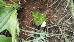 Dyschoriste setigera