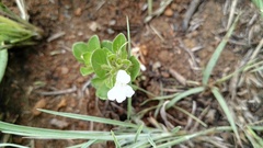 Dyschoriste setigera