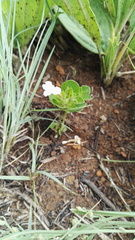 Dyschoriste setigera