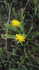 Leobordea foliosa