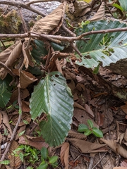 Dipterocarpus obtusifolius