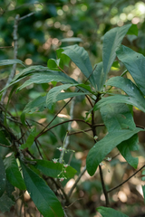 Sterculia brevissima
