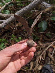 Dipterocarpus obtusifolius