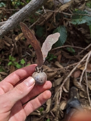 Dipterocarpus obtusifolius