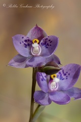 Thelymitra nervosa