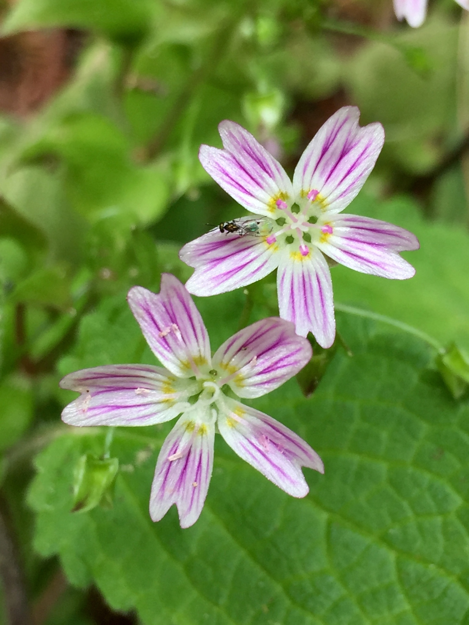 Claytonia sibirica