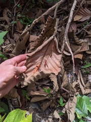 Dipterocarpus obtusifolius