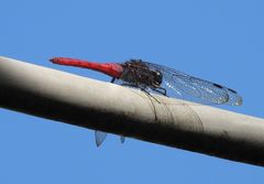 Orthetrum pruinosum neglectum