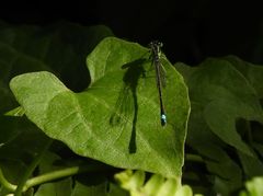 Ischnura senegalensis