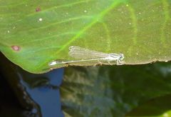 Ischnura senegalensis