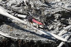 Orthetrum pruinosum neglectum