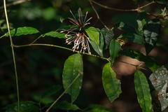 Ixora henryi