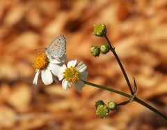 Pseudozizeeria maha okinawana