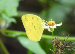 Eurema alitha