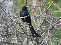 Dicrurus macrocercus