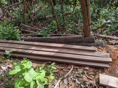 Dipterocarpus obtusifolius