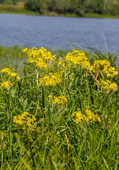 Jacobaea paludosa lanata
