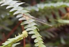 Ischnura senegalensis