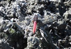 Orthetrum pruinosum neglectum