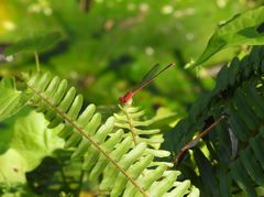 Pseudagrion pilidorsum