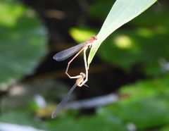 Pseudagrion pilidorsum