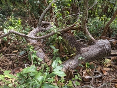 Dipterocarpus obtusifolius
