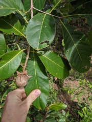 Lagerstroemia macrocarpa