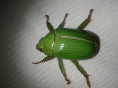 Anoplognathus prasinus