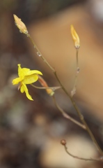 Cyanella lutea lutea