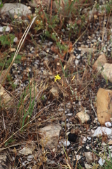 Cyanella lutea lutea