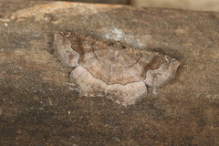 Paragonia arbocala