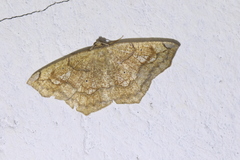 Paragonia arbocala
